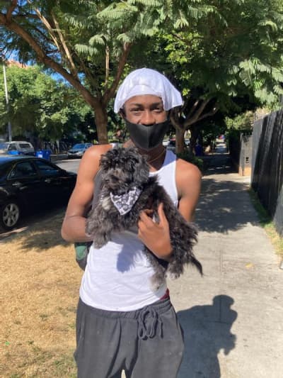 Ace, a Cockachon puppy from Pawrade