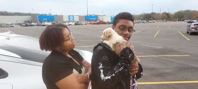 Johanna, a Miniature Australian Shepherd puppy from Pawrade