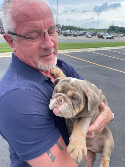 Freya, a English Bulldog puppy from Pawrade
