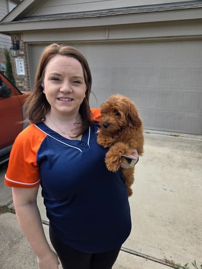 Avery, a Goldendoodle, Mini puppy from Pawrade