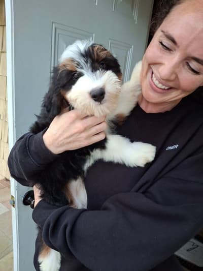 Luxie, a Bernedoodle, Mini puppy from Pawrade