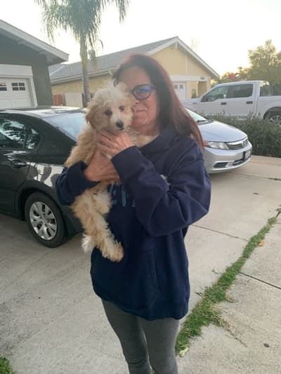 Saul, a Bernedoodle, Mini puppy from Pawrade