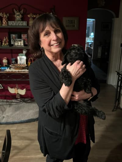 Xena, a Cavapoo puppy from Pawrade