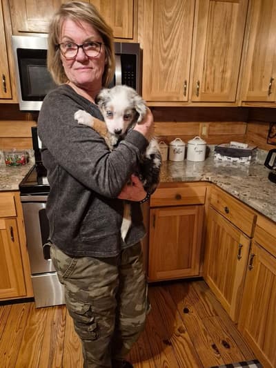 Hera, a Australian Shepherd puppy from Pawrade