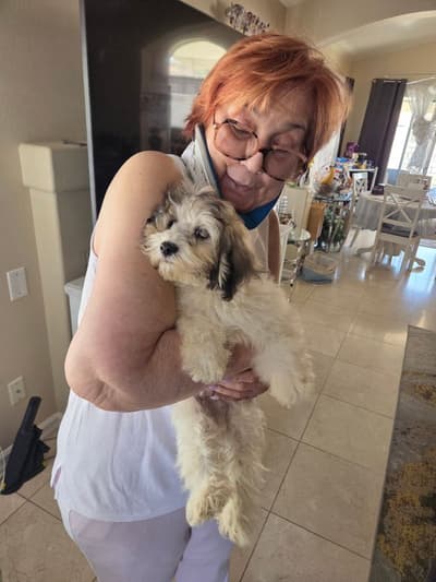 Kaleb, a Havanese puppy from Pawrade