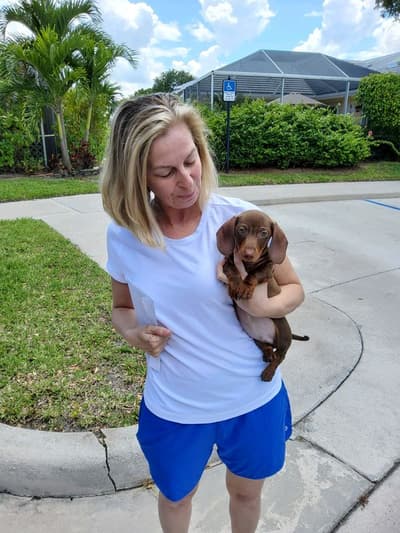 Sabre, a Dachshund puppy from Pawrade