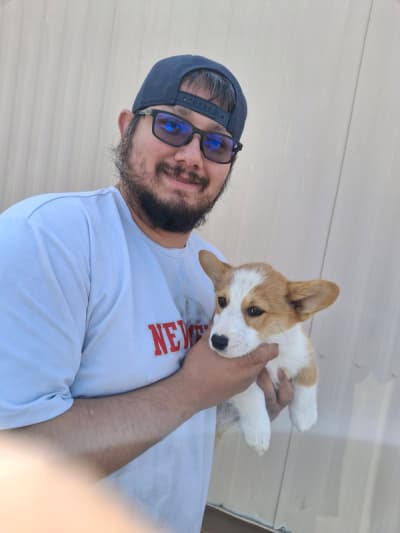 Jack, a Corgi, Pembroke Welsh puppy from Pawrade
