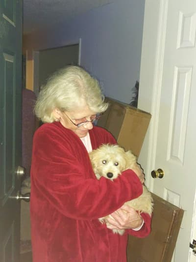 Hampton, a Goldendoodle, Mini puppy from Pawrade