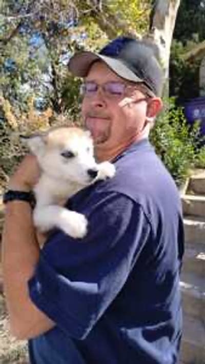 Anya, a Siberian Husky puppy from Pawrade