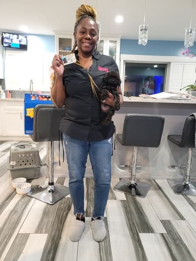 Taylor, a Poodle, Toy puppy from Pawrade