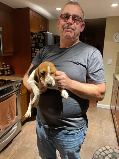Wren, a Beagle puppy from Pawrade
