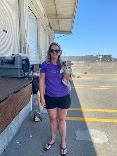 Emily, a Corgi, Pembroke Welsh puppy from Pawrade