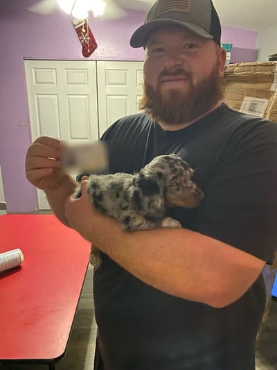 Carlton, a Dachshund, Mini puppy from Pawrade