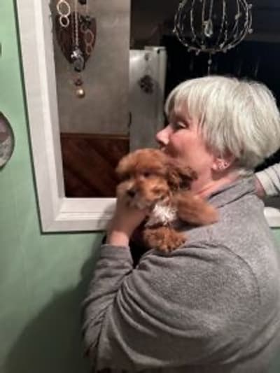 Jones, a Yorkiepoo - Yorkie Poo puppy from Pawrade