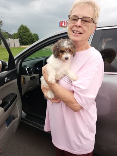 Ava, a Bich-Poo - Bichpoo puppy from Pawrade