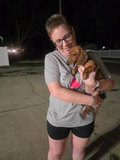 Lotus, a Dachshund, Mini puppy from Pawrade