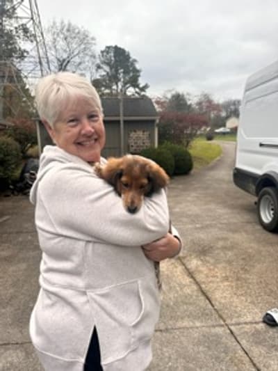 McGregor, a Dachshund, Mini puppy from Pawrade