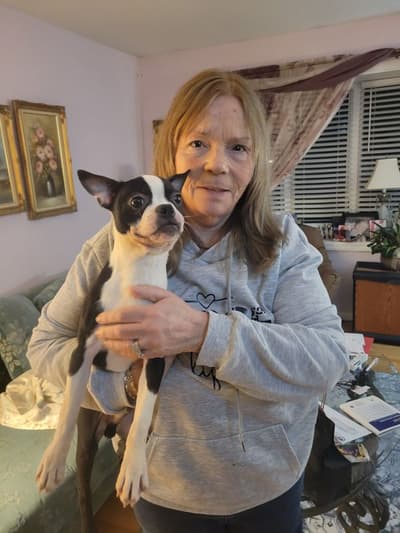Zorro, a Boston Terrier puppy from Pawrade