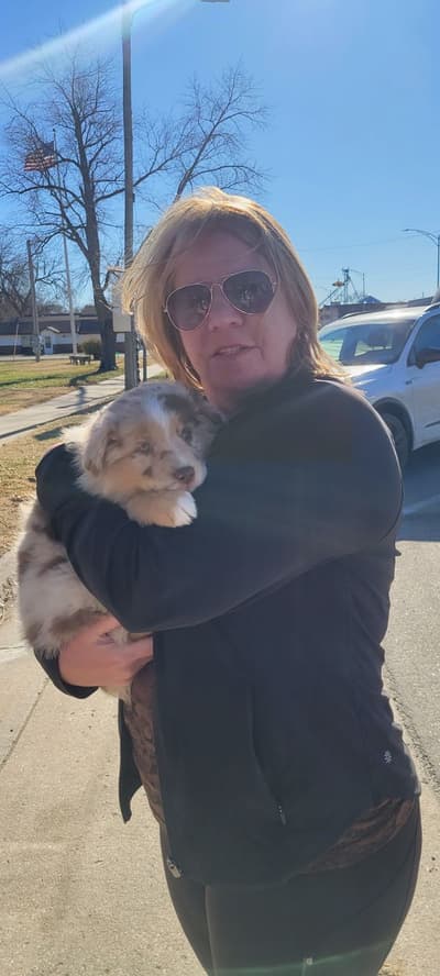 Nutmeg, a Miniature Australian Shepherd puppy from Pawrade