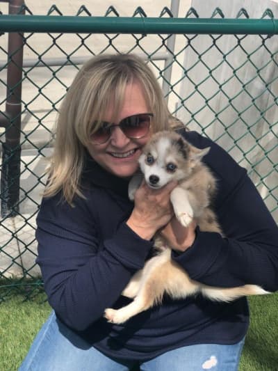 Maverick, a Pomsky puppy from Pawrade
