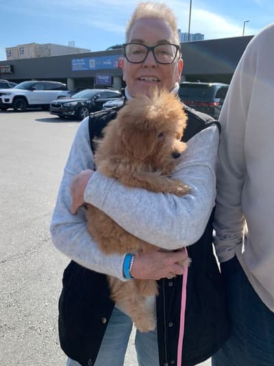 Catalina, a Poodle, Miniature puppy from Pawrade