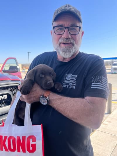 Tulip, a Labrador Retriever puppy from Pawrade
