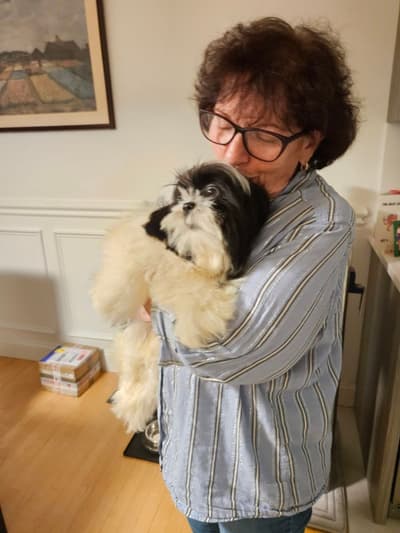 Giovanni, a Shih Tzu puppy from Pawrade