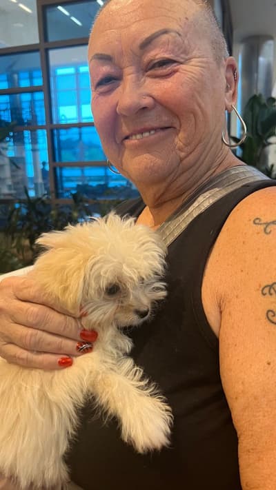 Gerald, a Poma-Poo - Pomapoo puppy from Pawrade
