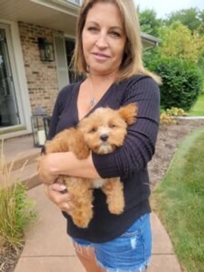 Major, a Cavapoo puppy from Pawrade