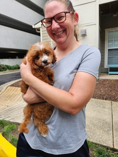 Mickey, a Cavapoo puppy from Pawrade