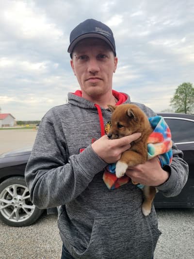 lilac, a Shiba Inu puppy from Pawrade