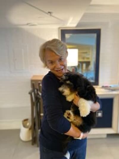 Lincoln, a Bernedoodle, Mini puppy from Pawrade