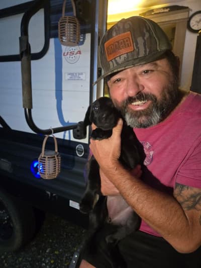 Elsie, a Labrador Retriever puppy from Pawrade