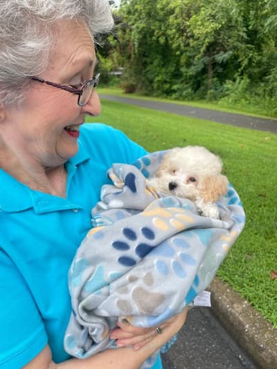 Montgomery, a Bich-Poo - Bichpoo puppy from Pawrade