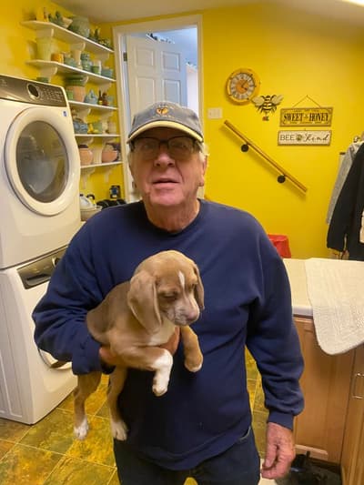 Dasha, a Puggle puppy from Pawrade