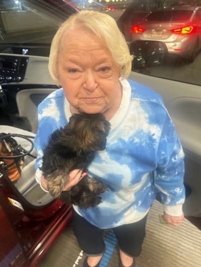 Fantasia, a Shih Tzu puppy from Pawrade