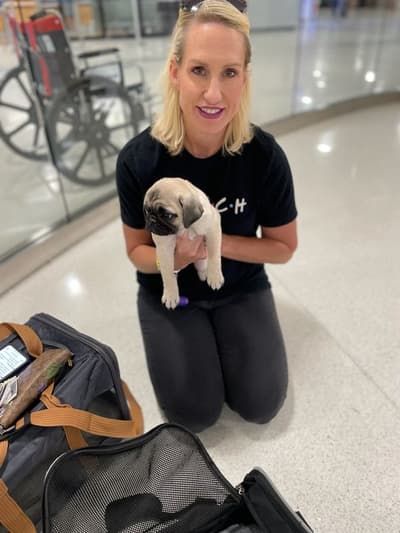 Gregory, a Pug puppy from Pawrade
