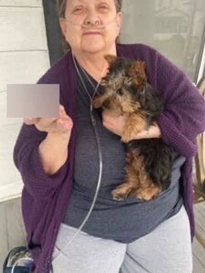 Bella, a Silky Terrier puppy from Pawrade