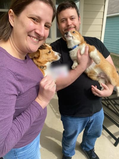 Mike, a Corgi, Pembroke Welsh puppy from Pawrade