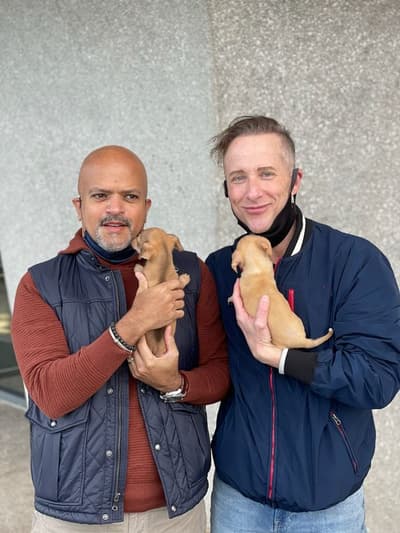 Tommy, a Chihuahua puppy from Pawrade