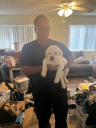 Bradford, a Labrador Retriever puppy from Pawrade