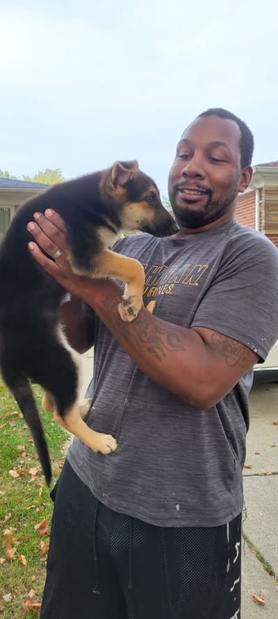 Brena, a German Shepherd puppy from Pawrade