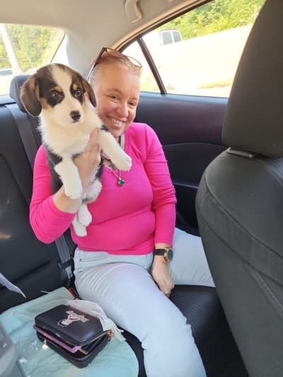 Bandit, a Corgi, Pembroke Welsh puppy from Pawrade