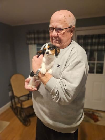 Pugsley, a Cavalier King Charles Spaniel puppy from Pawrade