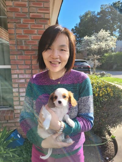 Dasher, a Cavalier King Charles Spaniel puppy from Pawrade