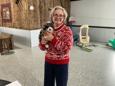 Jasmine, a Bernedoodle, Mini puppy from Pawrade