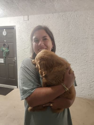 Gideon, a Golden Retriever puppy from Pawrade