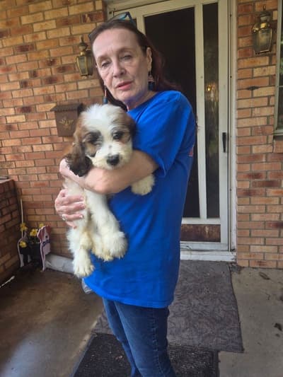 Mandy, a Saint Berdoodle - St. Berdoodle puppy from Pawrade