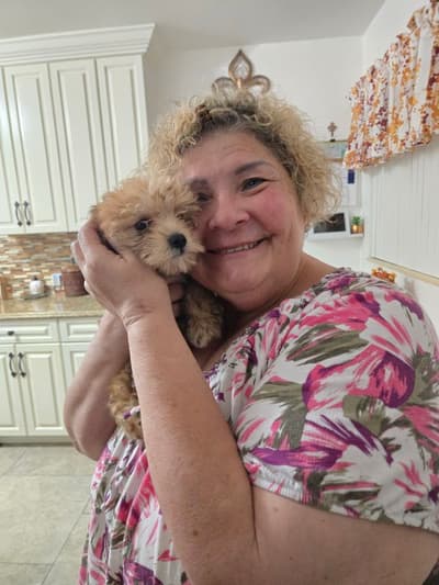 Howard, a Morkie / Yorktese puppy from Pawrade