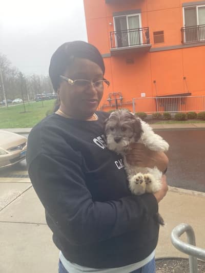 Liam, a Coton De Tulear puppy from Pawrade